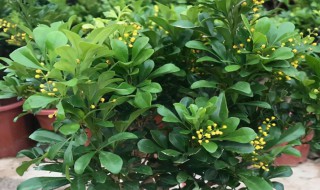 米兰花多少钱一盆 米兰多少钱一颗