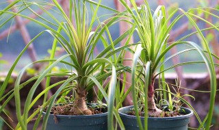 酒瓶兰怎么修剪方法（酒瓶兰怎样修剪）