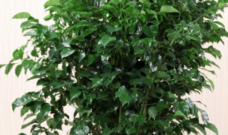 大绿宝怎么养长的好（大绿宝的养殖方法和注意事项）