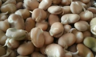 蚕豆怎么发芽快（蚕豆怎么出芽快）