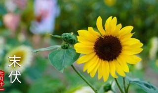 向日葵黄叶是怎么回事 向日葵花黄叶是什么原因