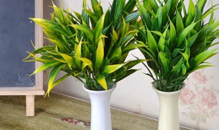 幸福竹怎么养才能旺 幸福竹怎么养才能旺家