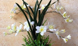 剑兰插花怎么养（剑兰插花怎么养护和浇水）