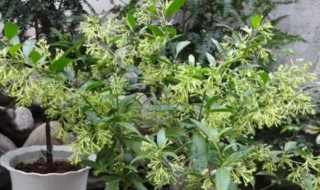 夜来香怎么过冬天 夜来香怎样过冬的