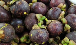 山竹种子怎么种植 山竹种子种植方法