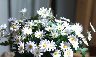 小雏菊怎么醒花（小雏菊怎么醒花视频）