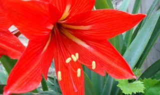 朱丹红花怎么养护合适（怎样养护朱顶红）