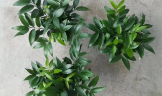 竹柏怎么修剪方法（竹柏怎么修剪方法图解）