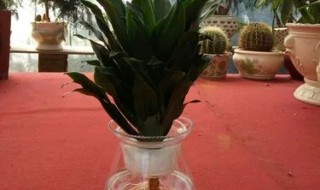 水培太阳神花怎么养护（水培太阳神花怎么养护视频）