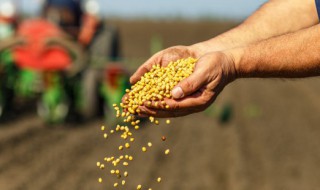 买的花种子怎么种植（怎样买花种子）