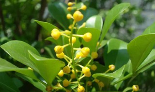 米兰开花后怎么修剪 米兰开花后怎么修剪能开更多