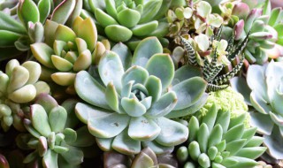 如何给多肉植物进行组盆 如何给多肉植物进行组盆培育