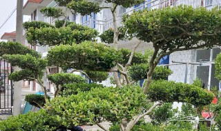 黄杨树耐寒多少度（黄杨树耐寒吗）