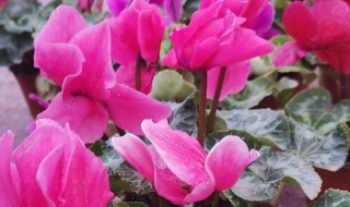 仙客来不开花怎么回事 仙客来开不出花是为什么