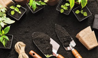 金弹子怎么配土 金弹子怎么配土壤最好