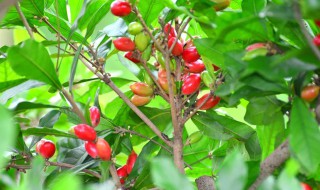 开心果盆栽怎么养殖 盆栽开心果树怎样养殖