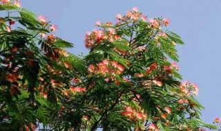 合欢树怎么修剪方法（合欢树如何修剪）