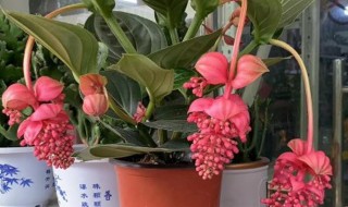 宝莲灯花怎么养才能开花多 宝莲灯花咋养