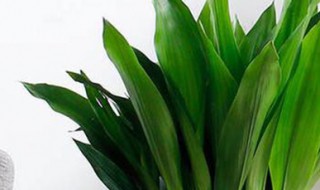 一叶青怎么养长的好 青叶盆栽怎么养