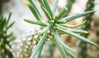 将军柱怎么修剪方法 将军柱怎么修剪方法视频