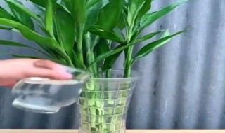 转运竹怎么修剪方法 转运竹如何修剪