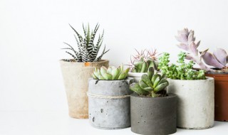 多肉钱串夏天怎么养护（多肉钱串夏季怎么养）