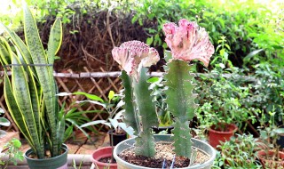 龙骨夏天如何养护生长旺盛（龙骨夏天如何养护生长旺盛呢）