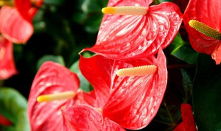 红掌怎么养护枝繁叶茂（红掌怎么养红叶会多）