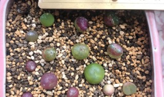 毛汉尼怎么浇水方法（夏天毛汉尼变软要浇水吗）