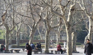 梧桐树怎么过冬天 梧桐树怎么冬眠