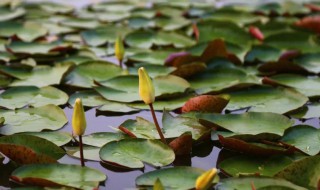 荷花烂叶子怎么回事（荷花烂叶子怎么回事儿）