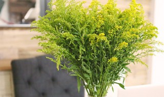 黄莺草怎么养长的好 黄莺草怎么养护