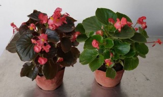 四季海棠花怎么修剪方法 四季海棠花怎么修剪方法图片