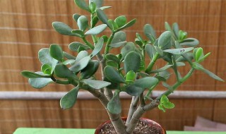 小家碧玉怎么修剪方法 小家碧玉怎么修剪方法视频