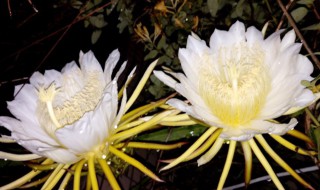 小叶昙花怎么养才能开花多（小叶昙花怎么养才能开花多久）