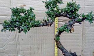 荀子树怎么养长的好（荀子树好养吗）