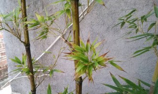 紫竹怎么修剪方法 紫竹怎么修剪方法图解