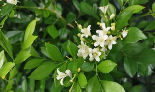 风车茉莉怎么修根（风车茉莉怎么修根视频）