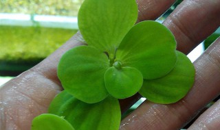 圆心萍怎么繁殖 圆心萍如何繁殖