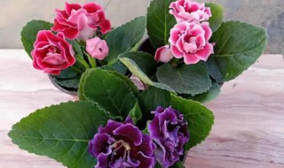 大岩花怎么养长的好 大岩花怎么养长的好快