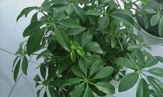 八方来财怎么养才能更旺盛（八方来财怎么养才能更旺盛）