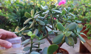 帝玉怎么繁殖方法和注意事项（帝玉的繁殖方法）