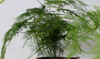 云松怎么修剪方法 云松修剪方法图解