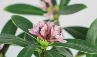 金边瑞香怎么浇水方法（金边瑞香怎么浇水方法图解）