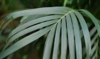 凤尾葵怎么养才能更旺盛（盆栽散尾葵凤尾葵怎样养）