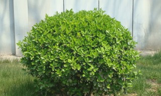 冬青树怎么修剪好看 冬青树怎么修剪好看视频