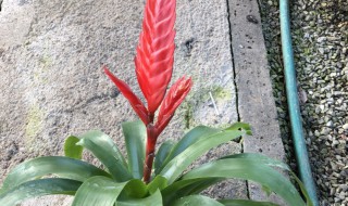 卡丽花怎么养长的好（花卉卡丽怎么养）