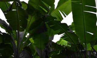 盆栽芭蕉树怎么养 盆栽芭蕉树怎么养护和管理