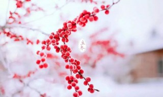 立冬送什么礼物 立冬送什么礼物好