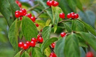 茱萸怎么养长的好（茱萸怎么养长的好呢）